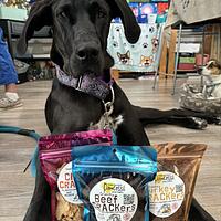 Pawcasso Treats
