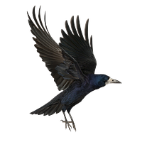 Raven Sounds Coupons and Promo Code