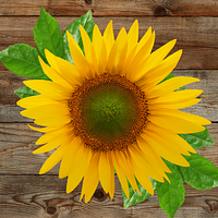 Sunflower Design Barn