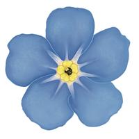 Forget Me N.O.T.T.