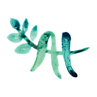 Artemis Therapeutics