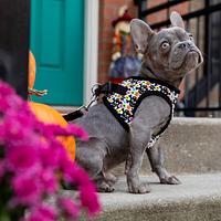Bark Appeal 