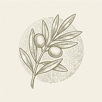 Olive Branch Studies