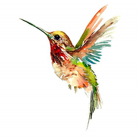 Creations Colibri