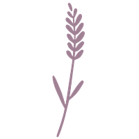 Morning Lavender